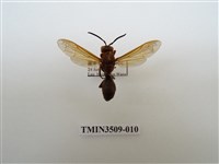 藏品(赭褐長腳蜂)的圖片